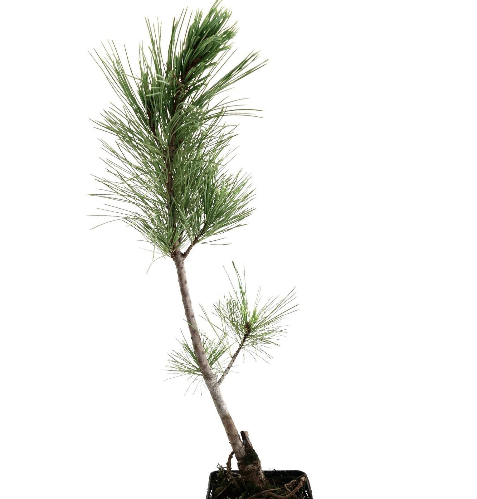 Pinus monticola 10-20cm | Western White Pine | Silver Pine – Western White Pine