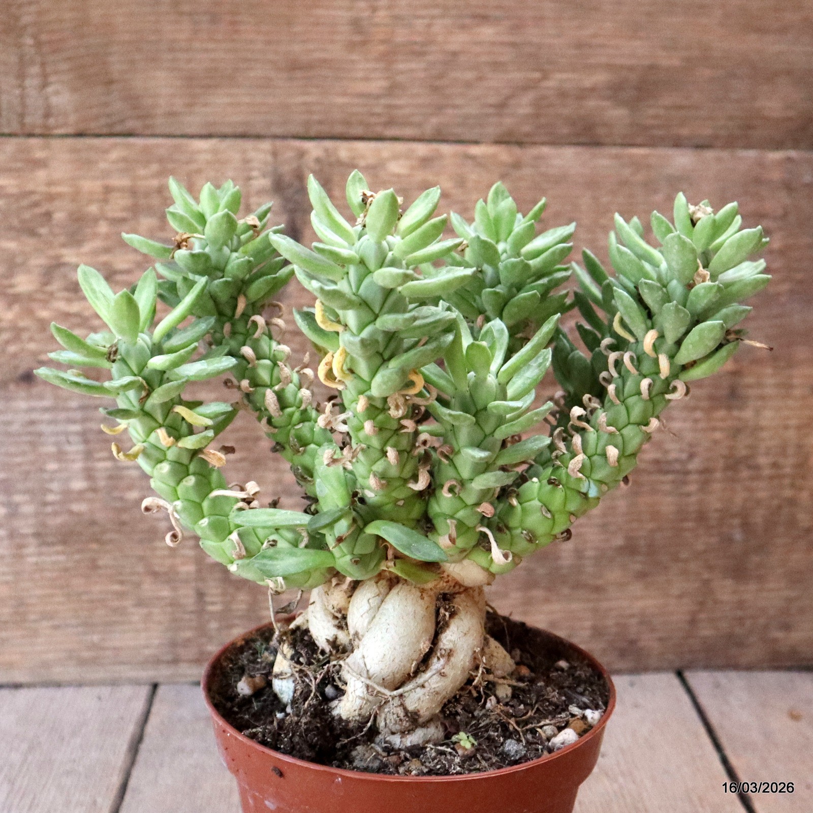 D8031 MONADENIUM LUGARDIAE pot12-H18-W19 cm MaMa Cactus