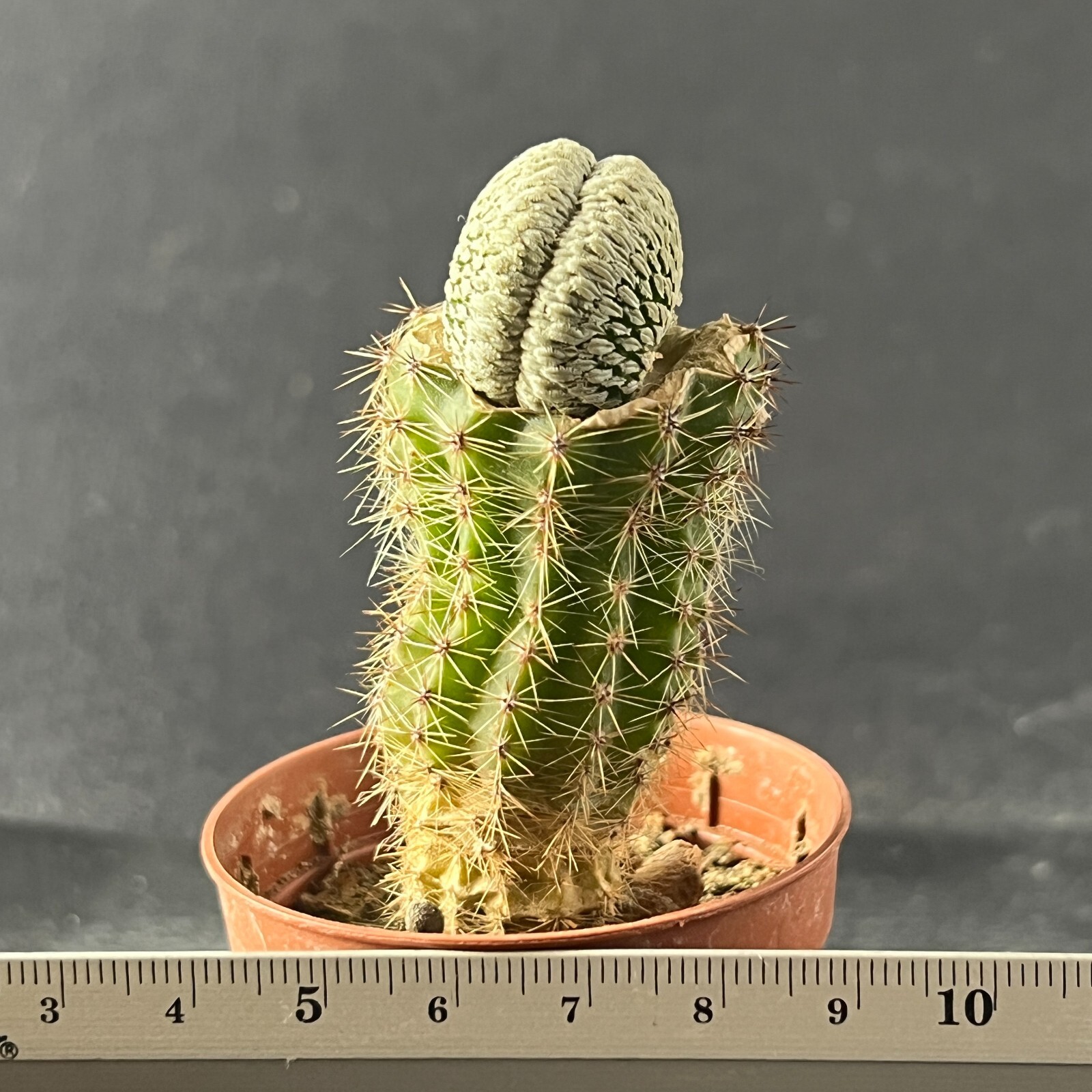 A7-1190. Mammillaria aselliformis f. cristata (Grafted)