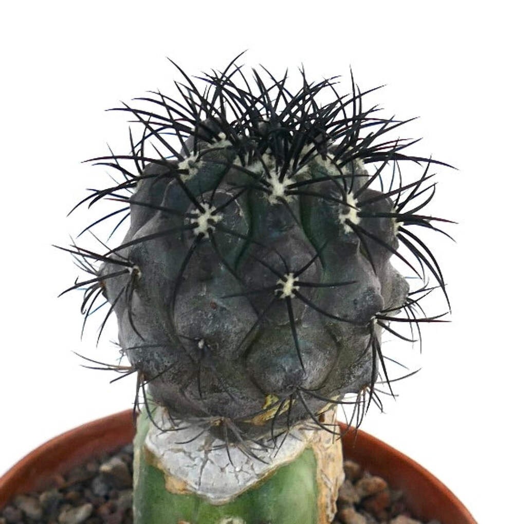 Copiapoa griseoviolacea GRAFTED BLACK SPINES – Copiapoa | Gray violet copiapoa