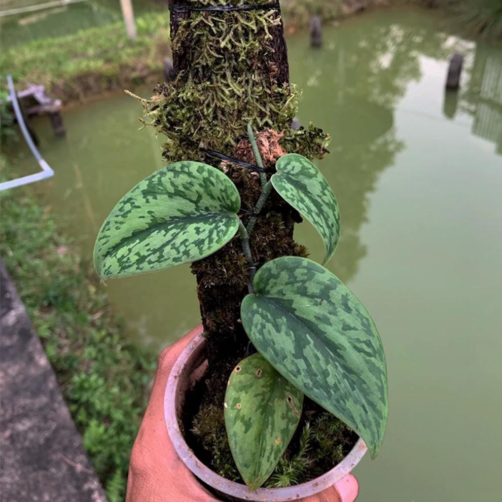 Real Picture Scindapsus Green Army Rare Plant