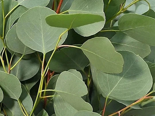 Silver Dollar Eucalyptus Stems, Dried Flowers, 10 Dry Eucalyptus Flower Stems