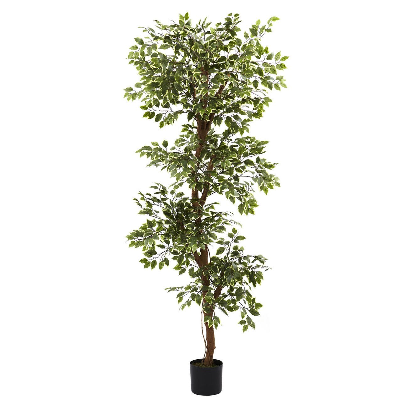 6 Variegated Silk Ficus Tree