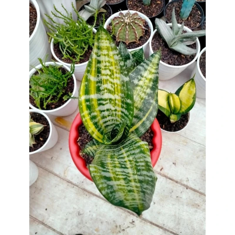 Sansevieria Futura America Rare Unique Snake Exotic Plant PL098