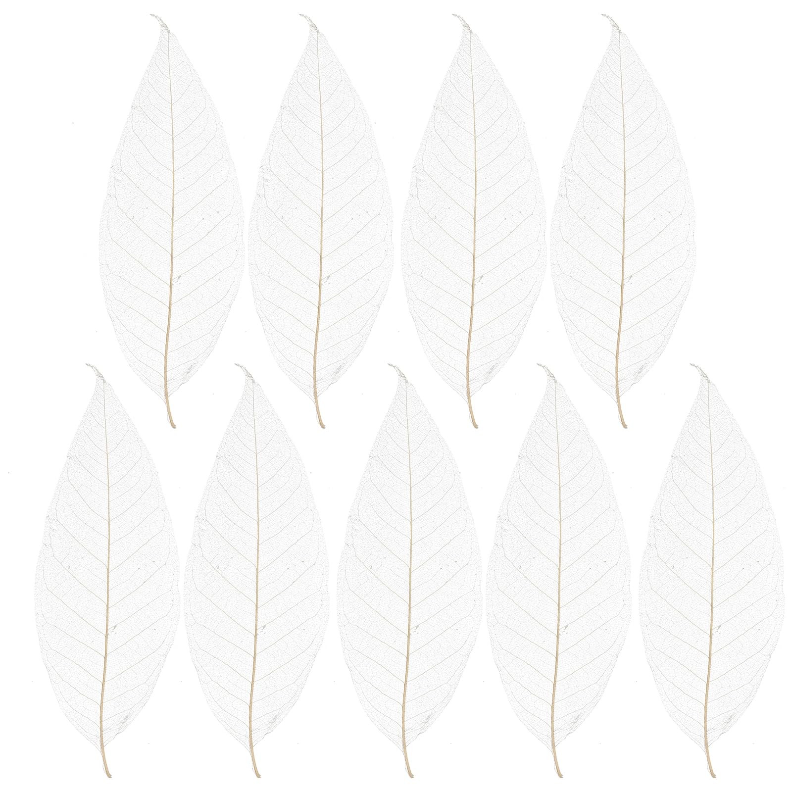 100 PCS Natural Dried Magnolia Leaf Vein Specimens DIY Craft Scrapbook