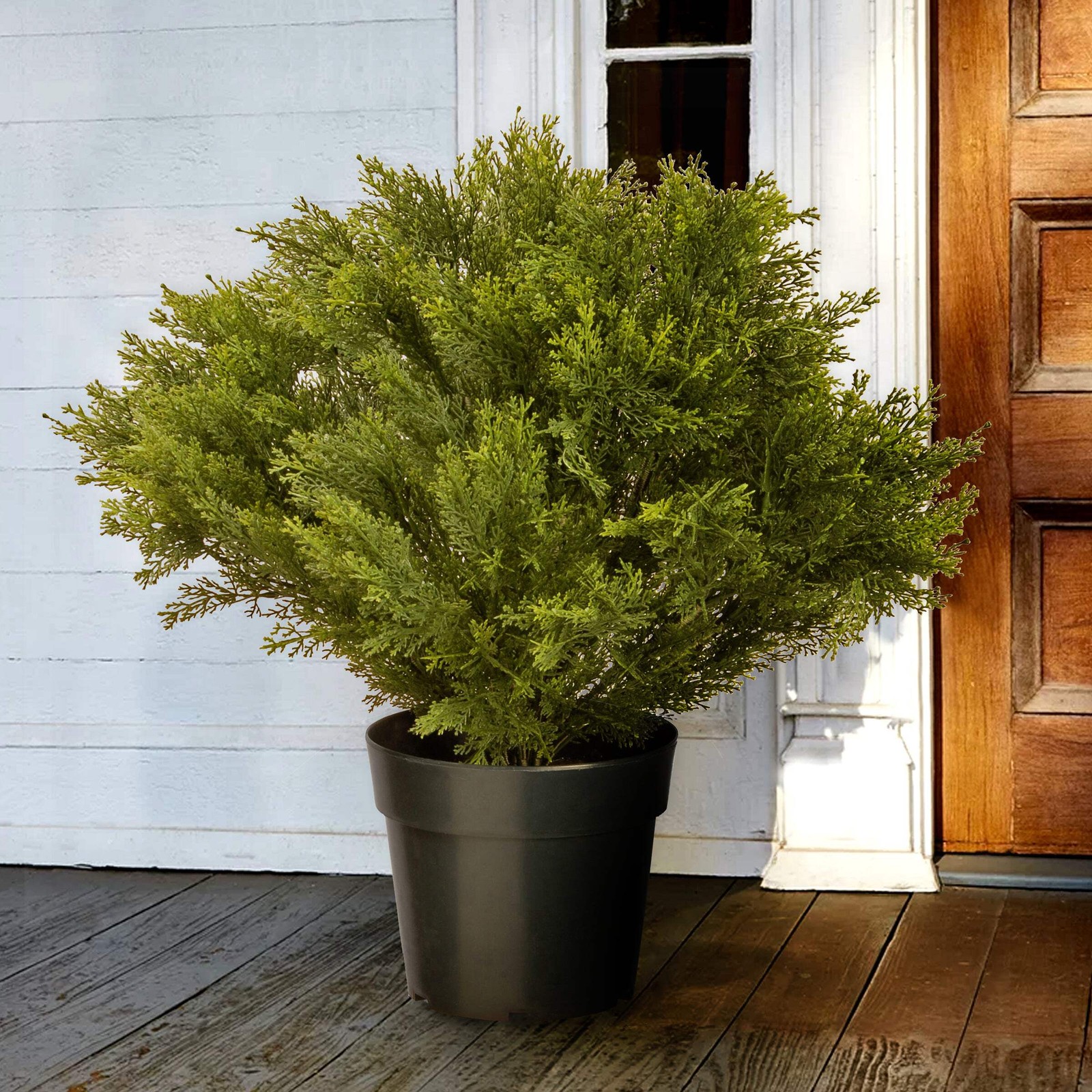 28 in. Globe Juniper Topiary Tree with Dark Green Round Growers