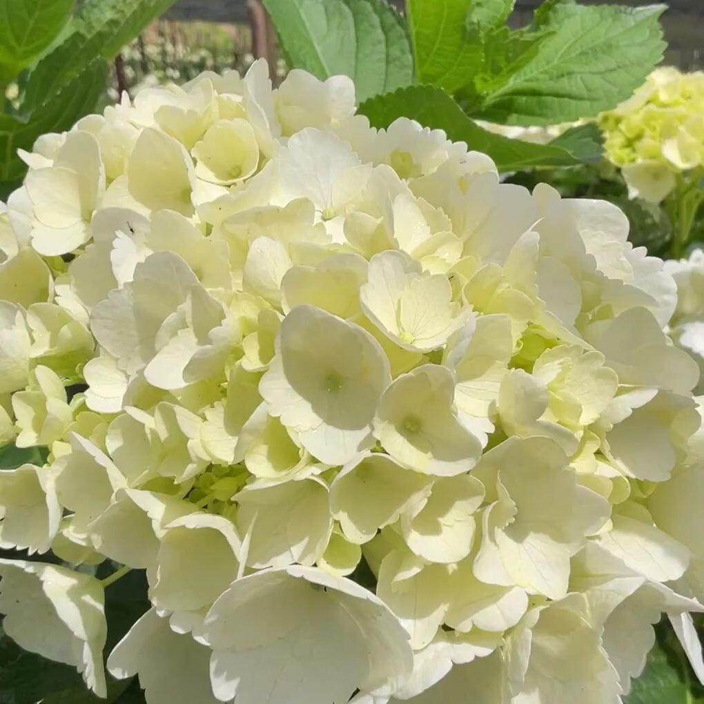 Fresh Cut Hydrangea White 10 Stems – Premium Quality Flowers Head sz 7.6-8.5 in