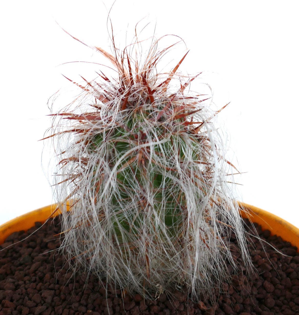 Oreocereus celsianus STRONG RED SPINES – Old man of the mountain | Mountain cact
