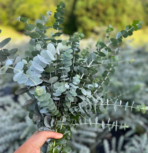 Fresh Eucalyptus Shower Bundle, Aromatic Eucalyptus Bunch for Decor, Weddings