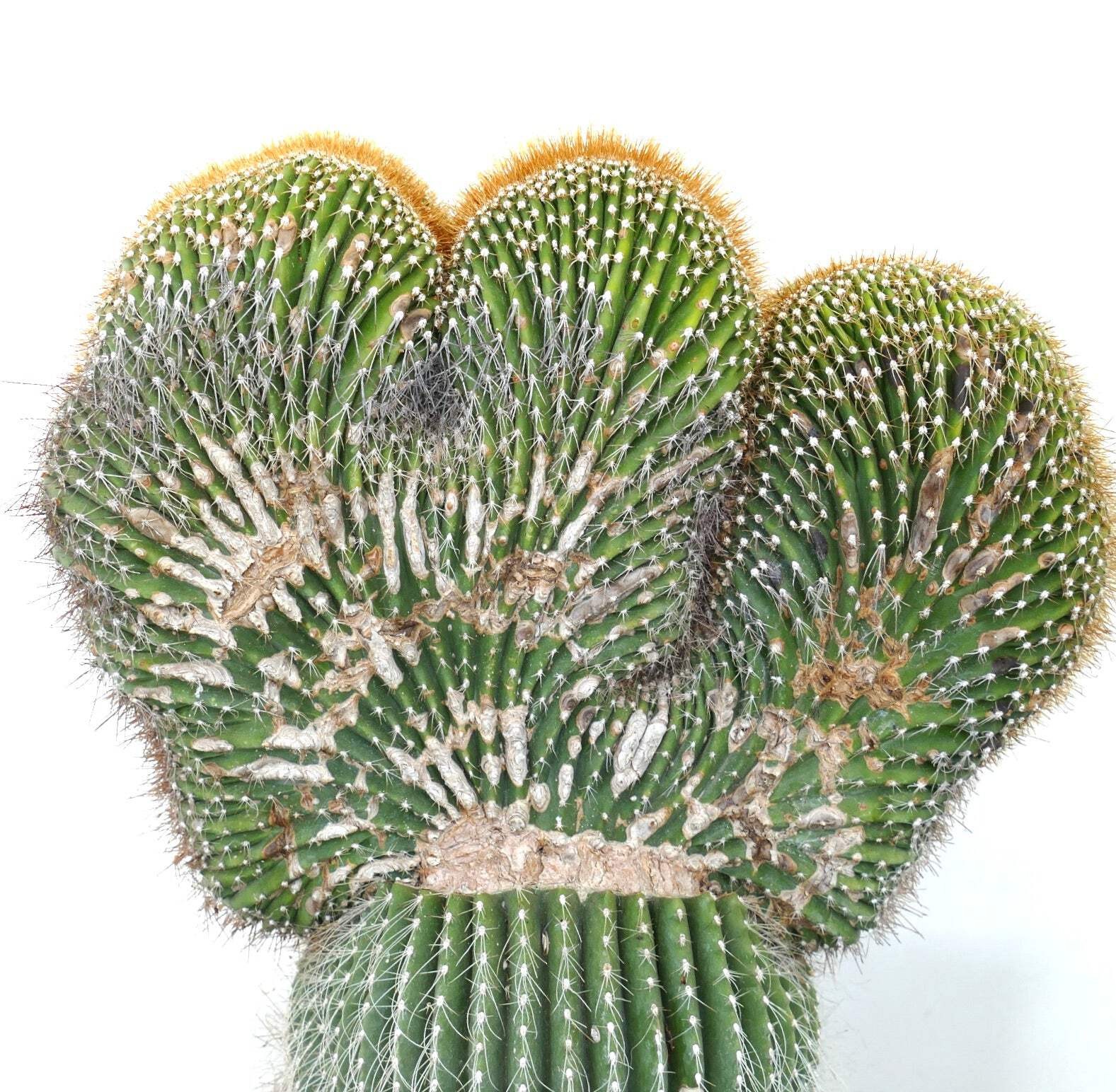 Carnegiea polylopha SAGUARO CRESTED 50x32cm – OLD SPECIMEN WILD