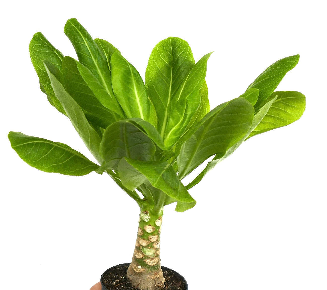 Brighamia insignis – Hawaiian palm | Cabbage on a stick