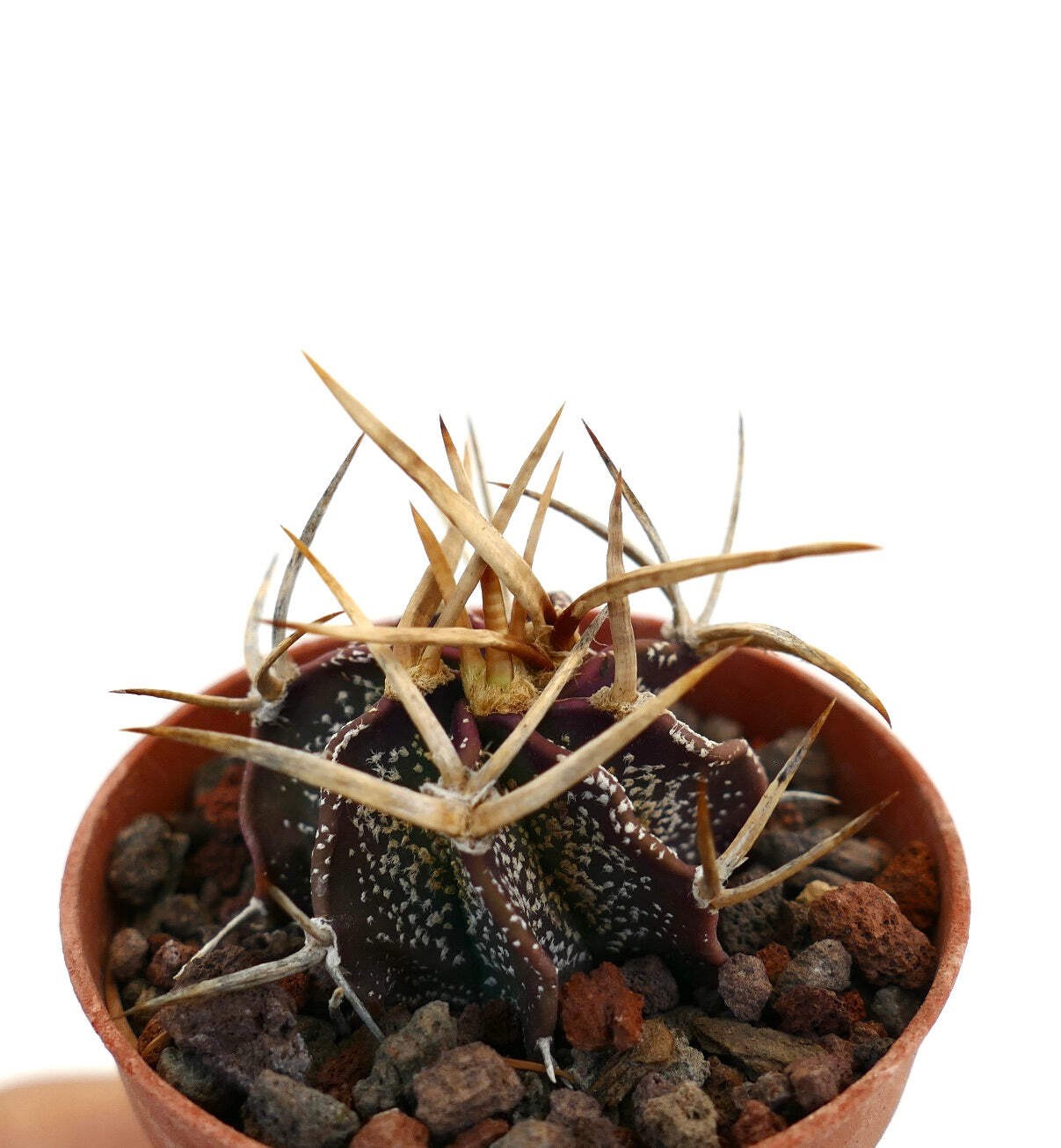 Astrophytum capricorne cv GOLDEN BUFFALO – Goat’s horn cactus | Star cactus