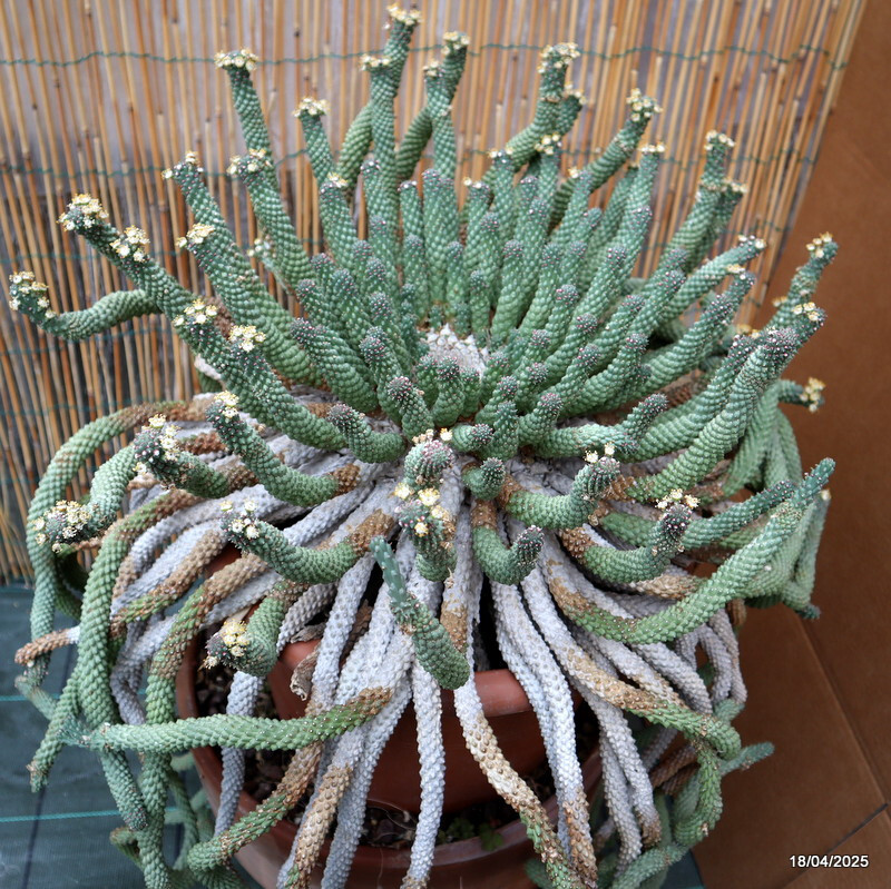 D1722 EUPHORBIA INERMIS VERY OLD BIG CAUDEX pot30-H80-W60 cm MaMa Cactus