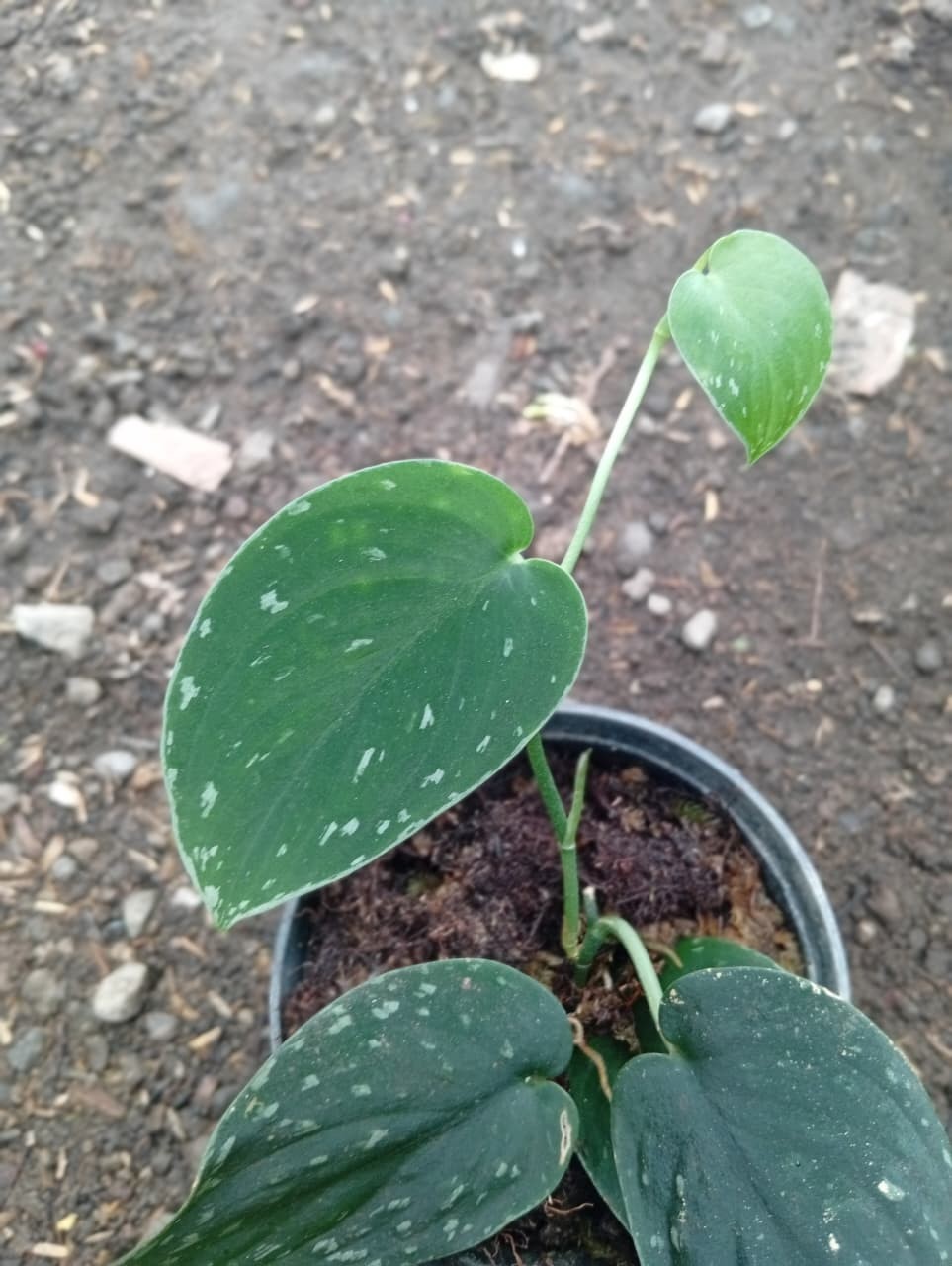 Real Picture Scindapsus Silver Dark Form Rare Plant