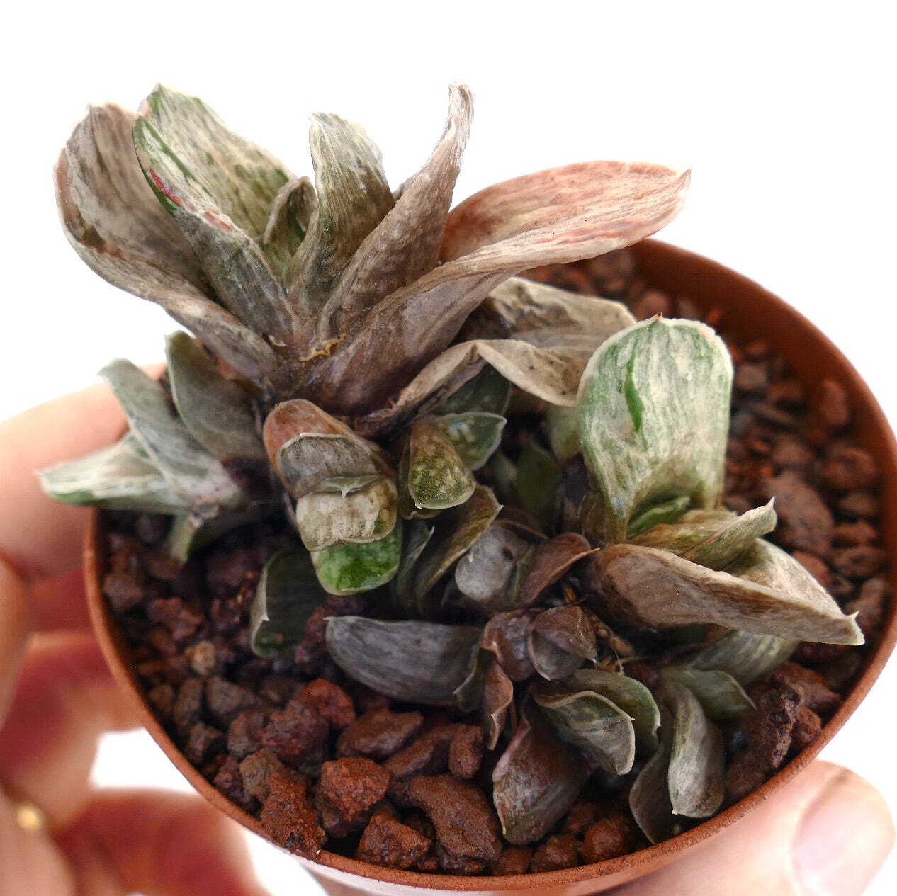 Gasteria marmorata DWARF MULTIHEADS FORM – Marbled gasteria | Lawyer’s tongue