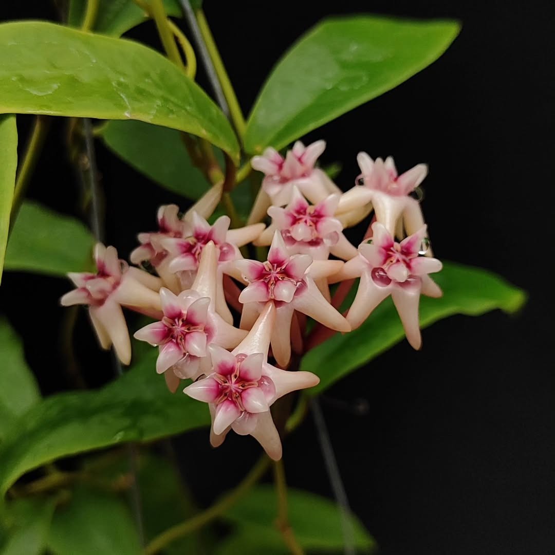 Hoya Darwinii Rare Tropical Wax Plant