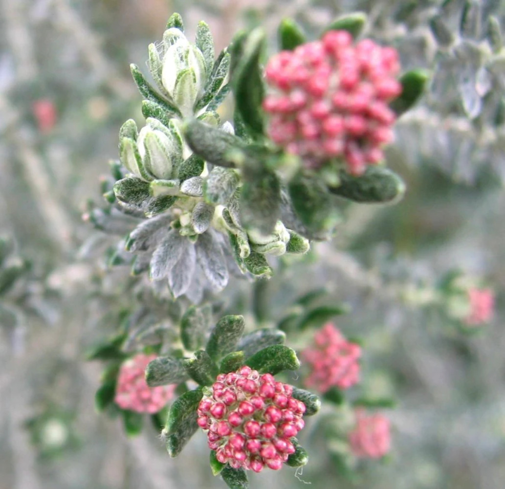 Ozothamnus rosmarinifolius – Rosemary Rice Flower | Rosemary-leaved Ozothamnus