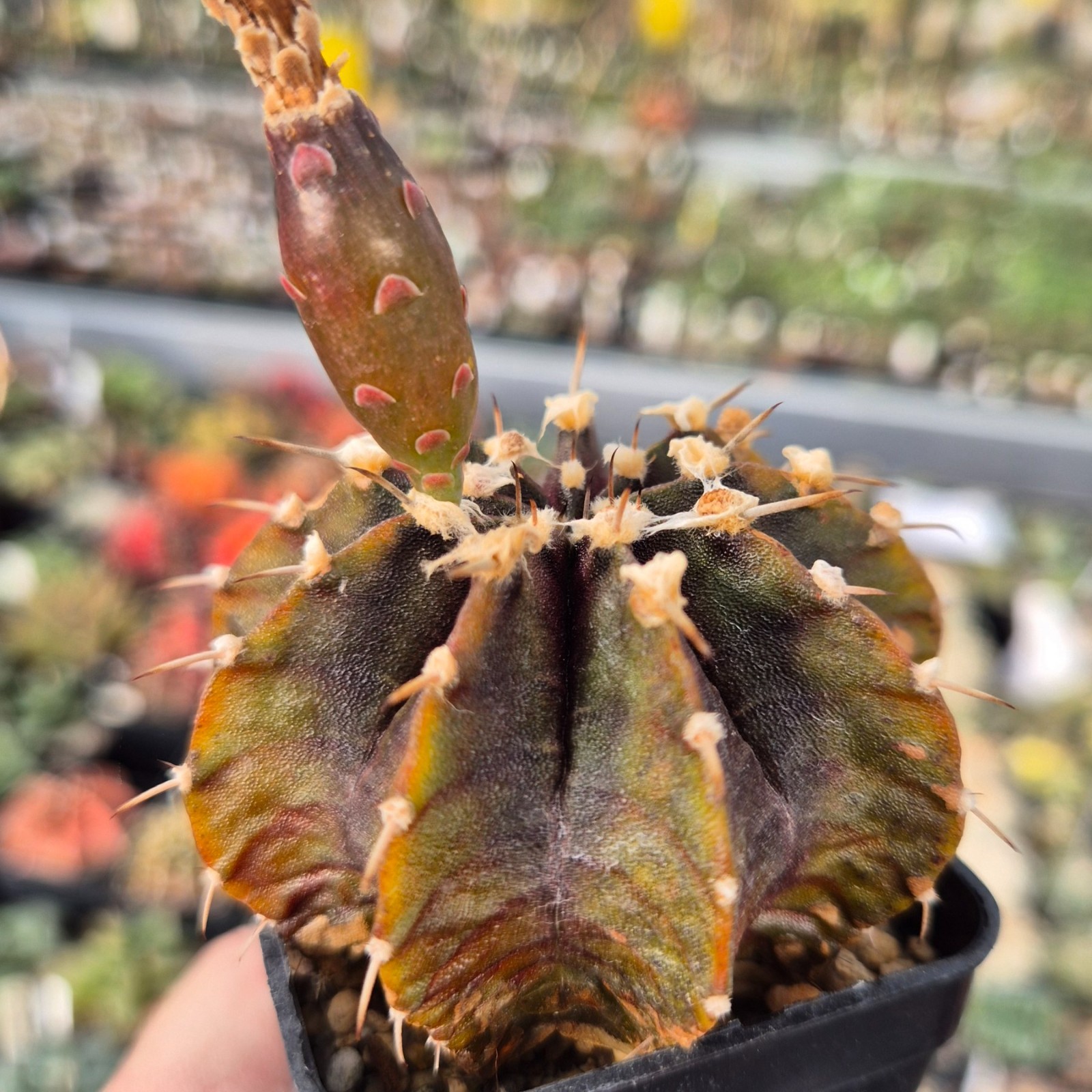 Gymnocalycium friedrichiiLB x mihanovichii ‘Black Widow’ 20seeds harvest 2025