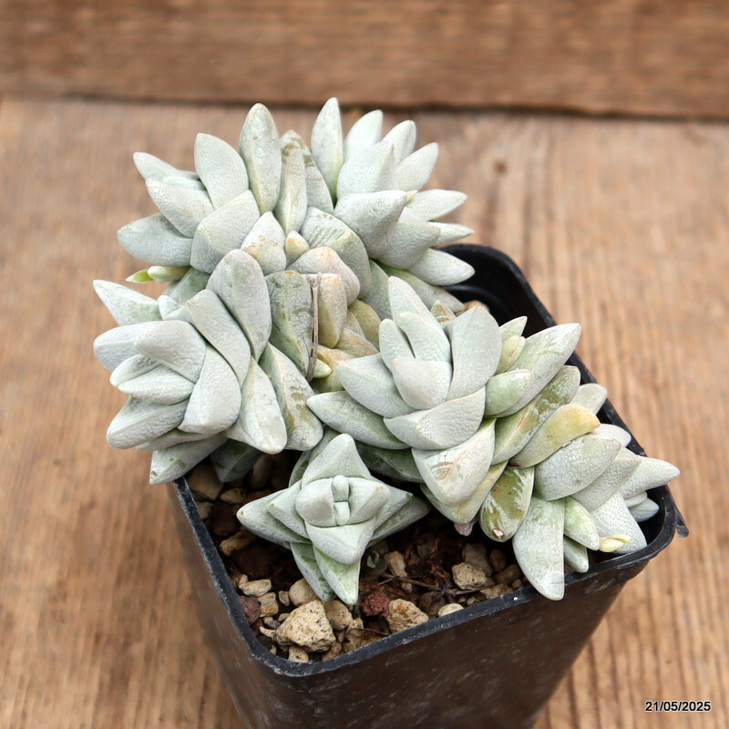 D4252 CRASSULA CORNUTA pot7-H7-W11 cm MaMa Cactus