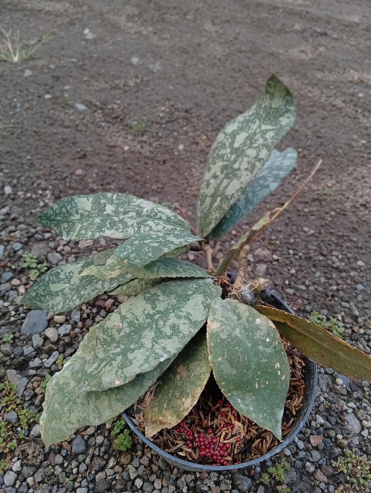 Real Picture Hoya Undulata High Splash Rare Plant