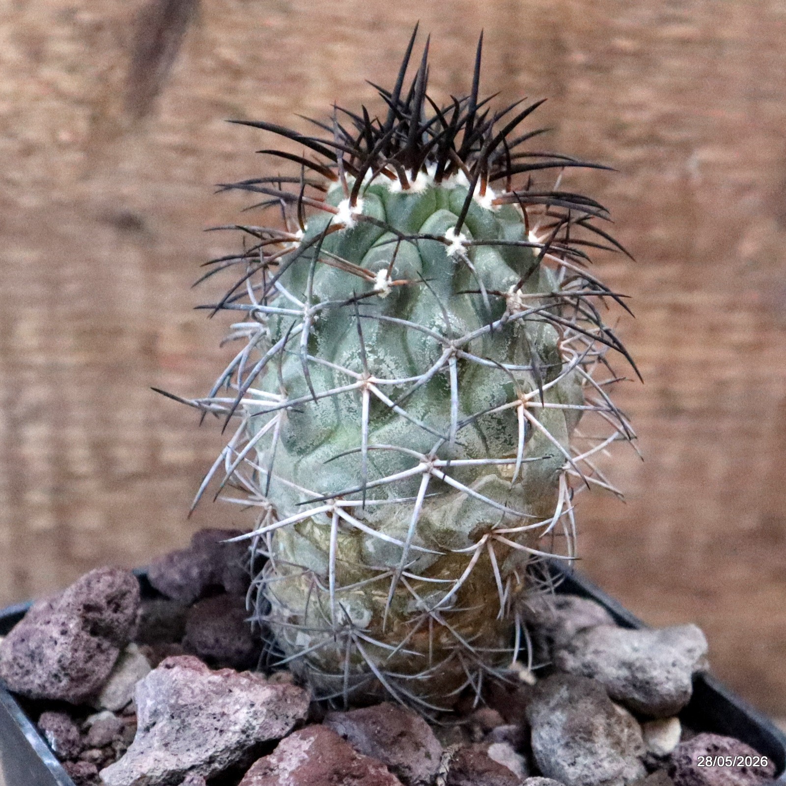 D3194 COPIAPOA SCHULZIANA pot10-H11-W5,5 cm MaMa Cactus
