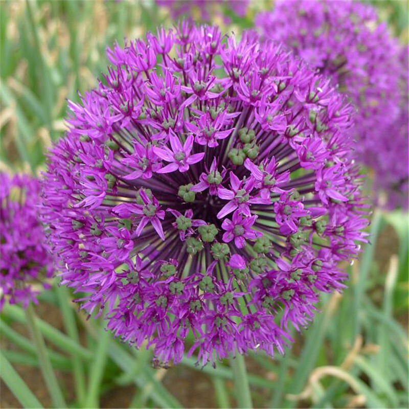 100pcs purple giant Allium giganteum flower seeds garden plant decor