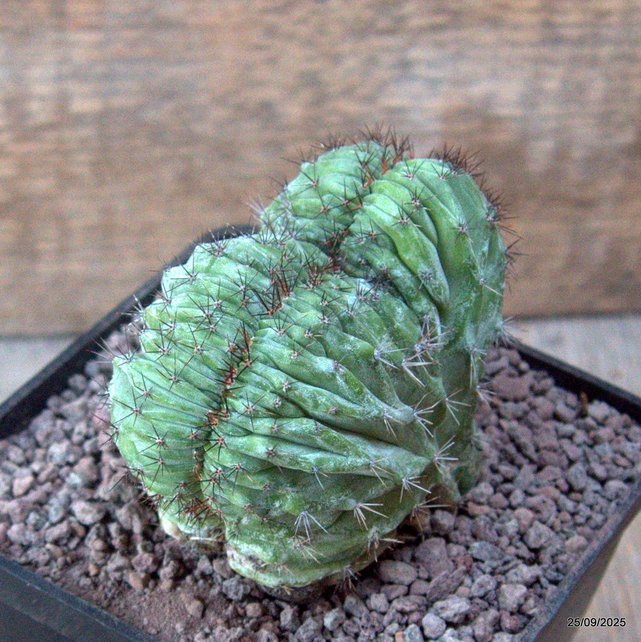 D6658 POLASKIA CHICHIPE CRESTED pot10-H8-W9 cm MaMa Cactus