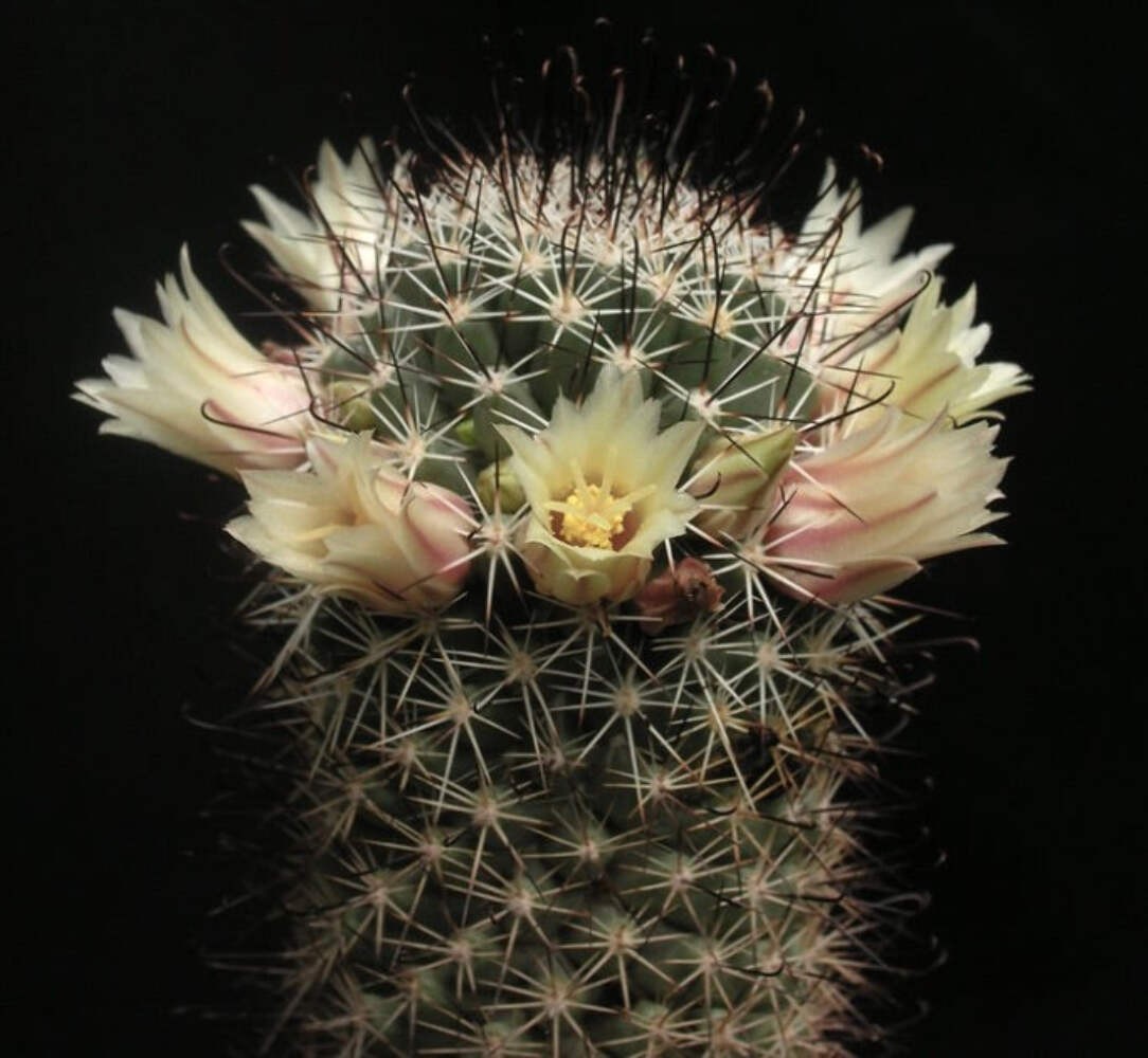 Mammillaria armilata 1000 SEEDS – Rare Cactus SEEDS
