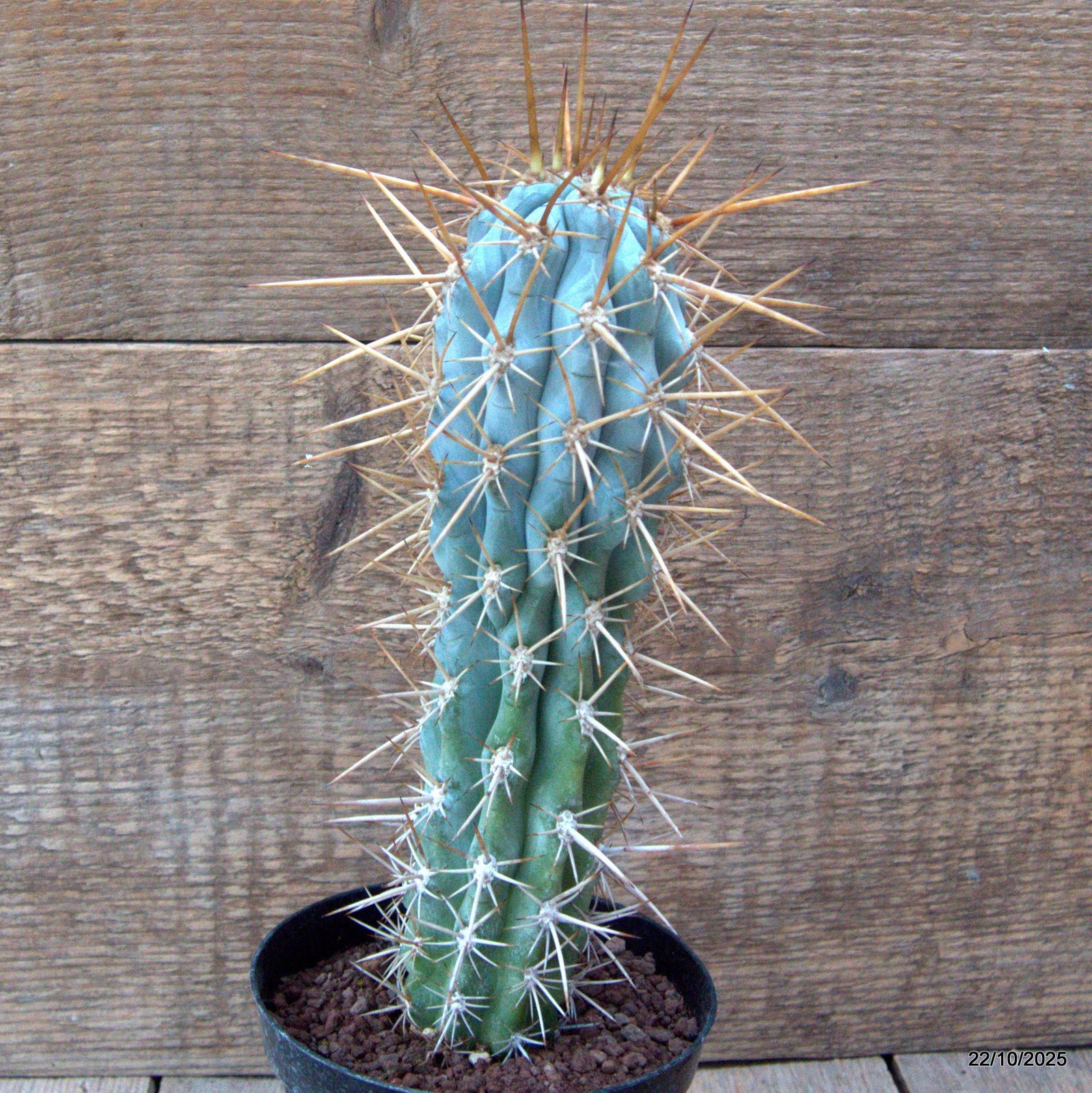 D7103 BROWNNINGIA HERTLINGIANA pot12-H24-W7 cm MaMa Cactus
