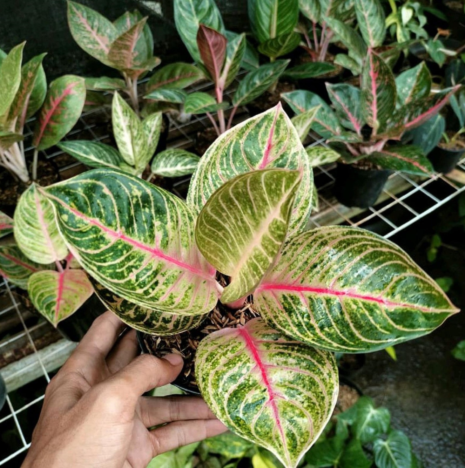 Aglaonema Moonlight Rare Tropical Houseplant Elegant Silver Green Foliage