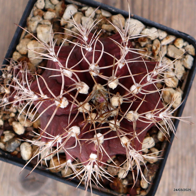 D476 GYMNOCALYCIUM MIHANOVICHII pot9-H7-W8 cm MaMa Cactus