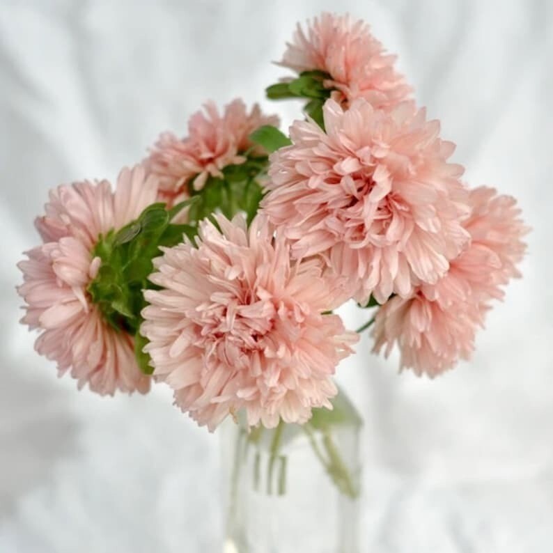 100 Pcs Cute Duchess Peony Apricot Aster Flower Seeds
