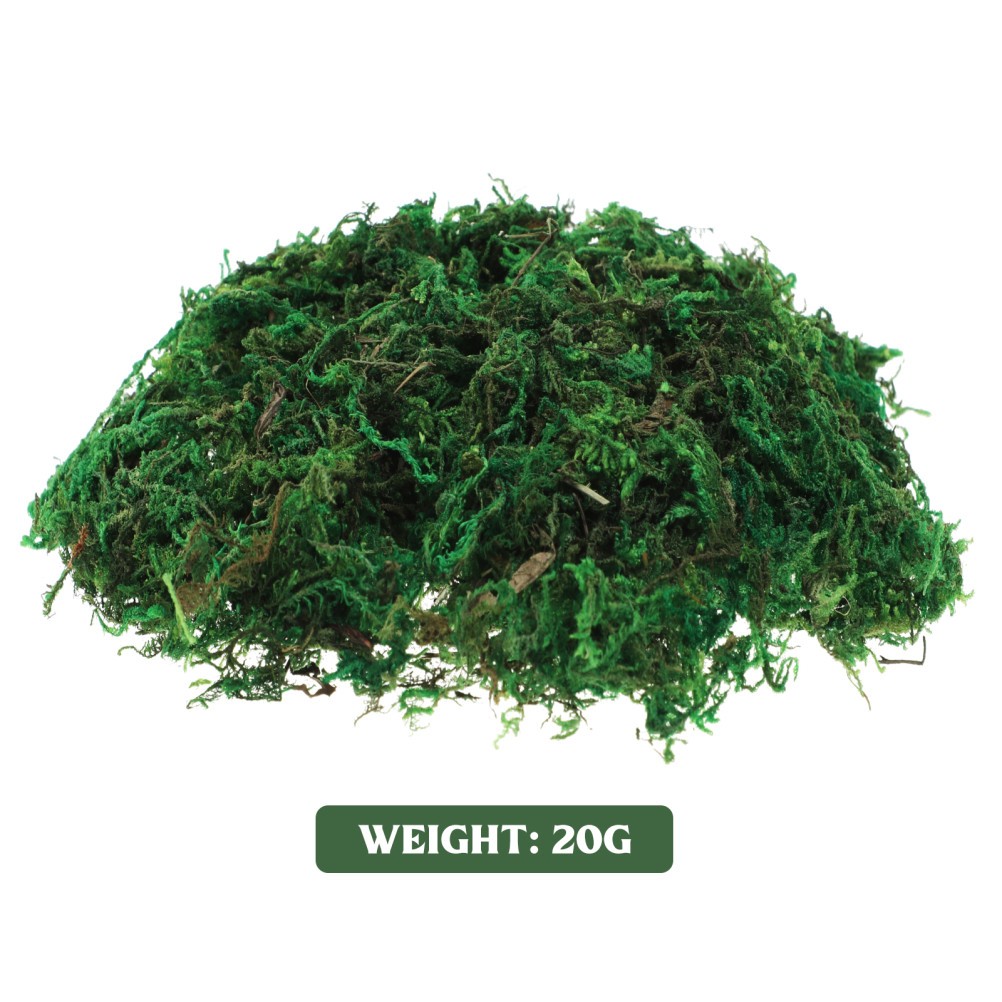 Green Moss Plant Crafts Decorative for Bonsai Artificial Crafting