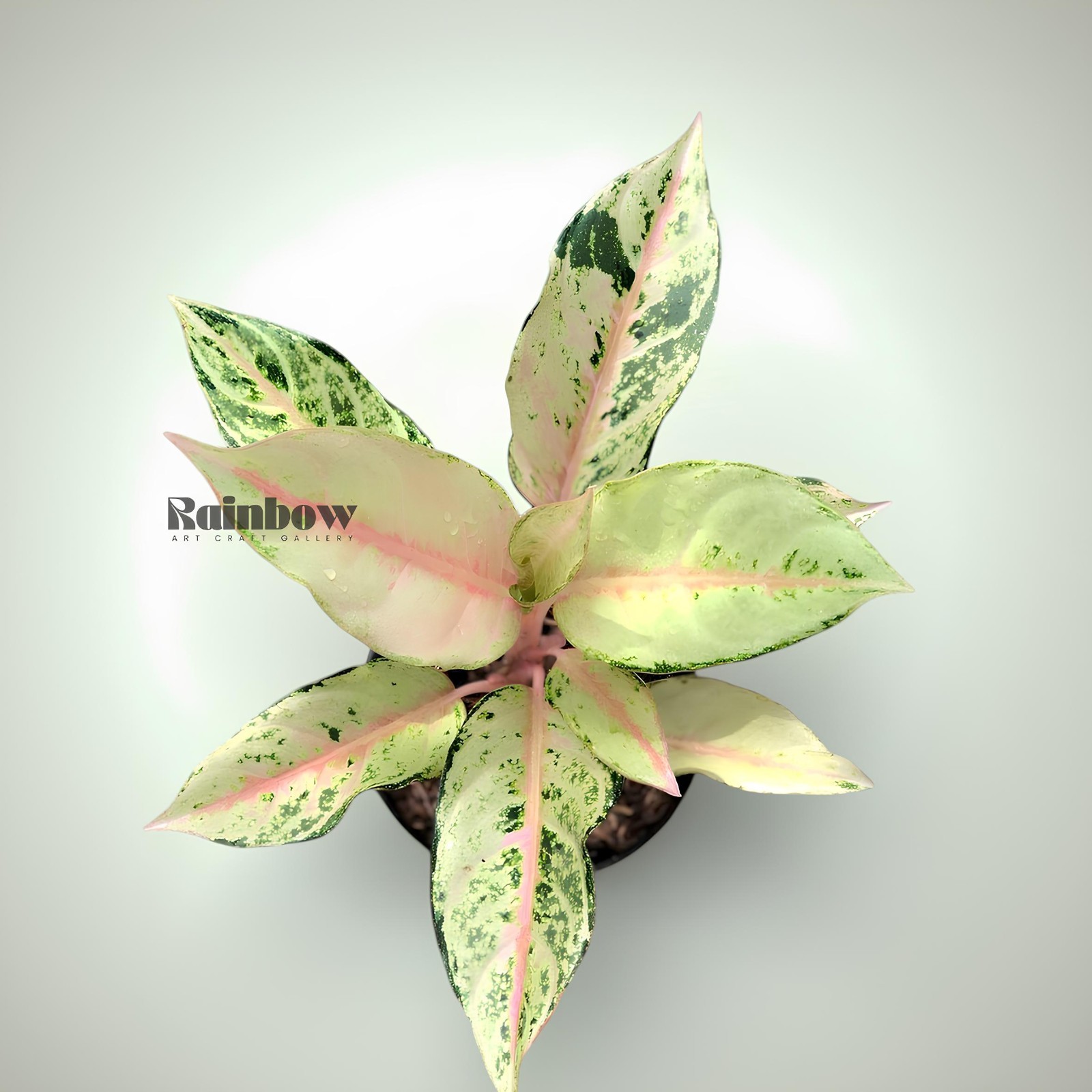 Aglaonema Frozen Beatiful Ornamental Plant