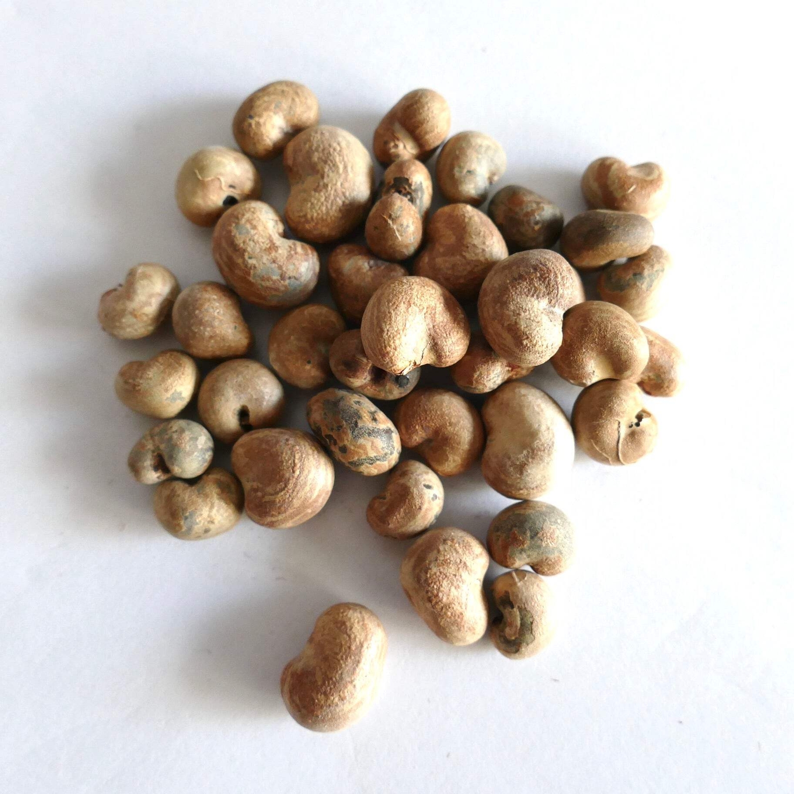 Adansonia gregorii SEEDS – Boab | Australian baobab