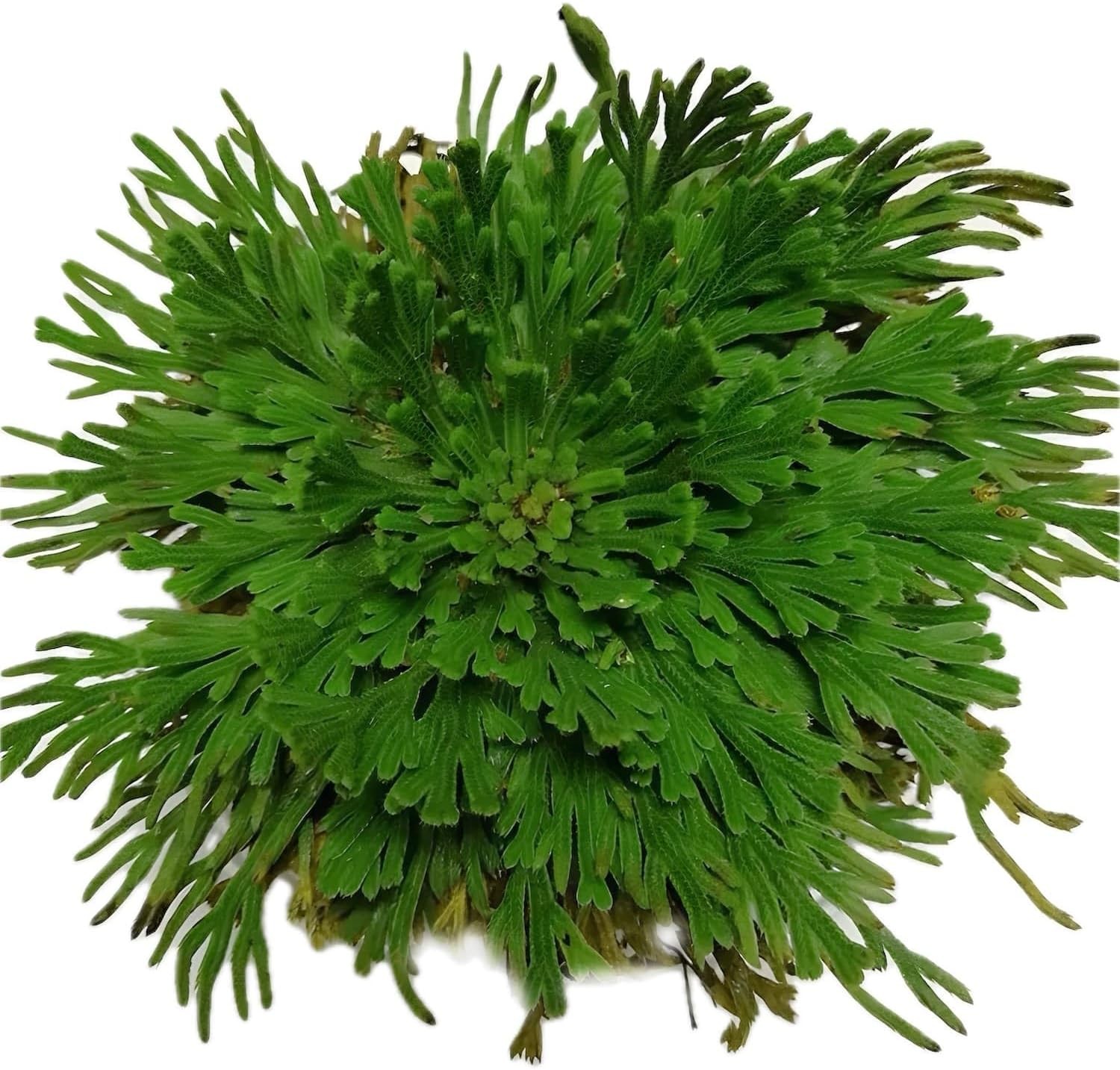 5 Pack Big 3.5″ Rose of Jericho Resurrection Plants, Flor De Jerico Original Dri