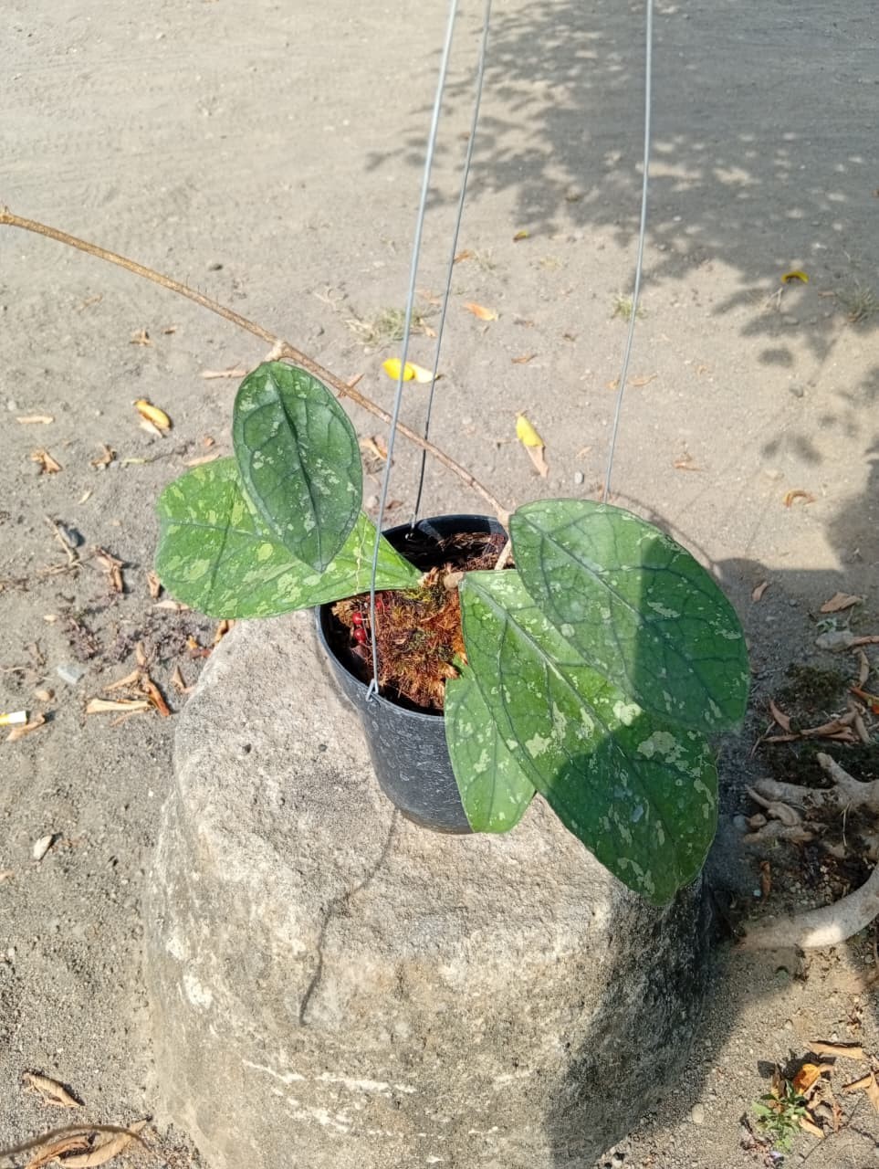 Real Picture Hoya Clemensiorum Green Splash Rare Plant