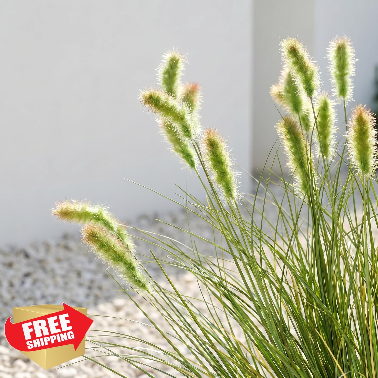 8 PCS Artificial Bunny Tail Grass Stems 17.7in Faux Dried Vase Filler | Plant…