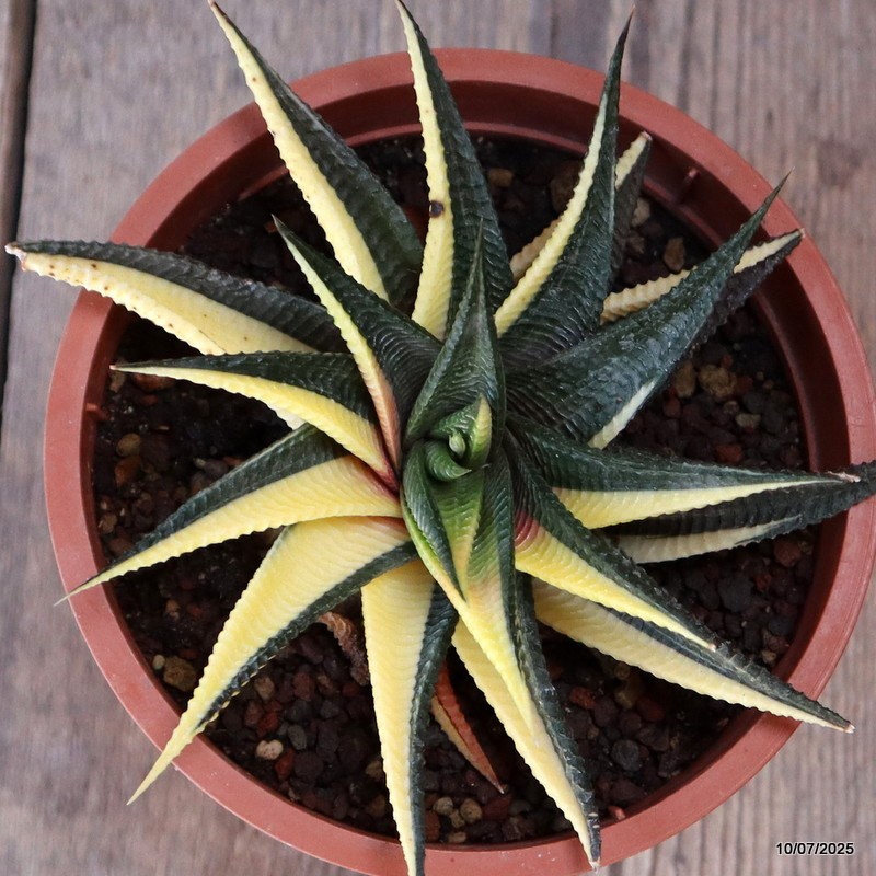 D5204 HAWORTHIA LIMIFOLIA VARIEGATED pot13-H6-W14 cm MaMa Cactus