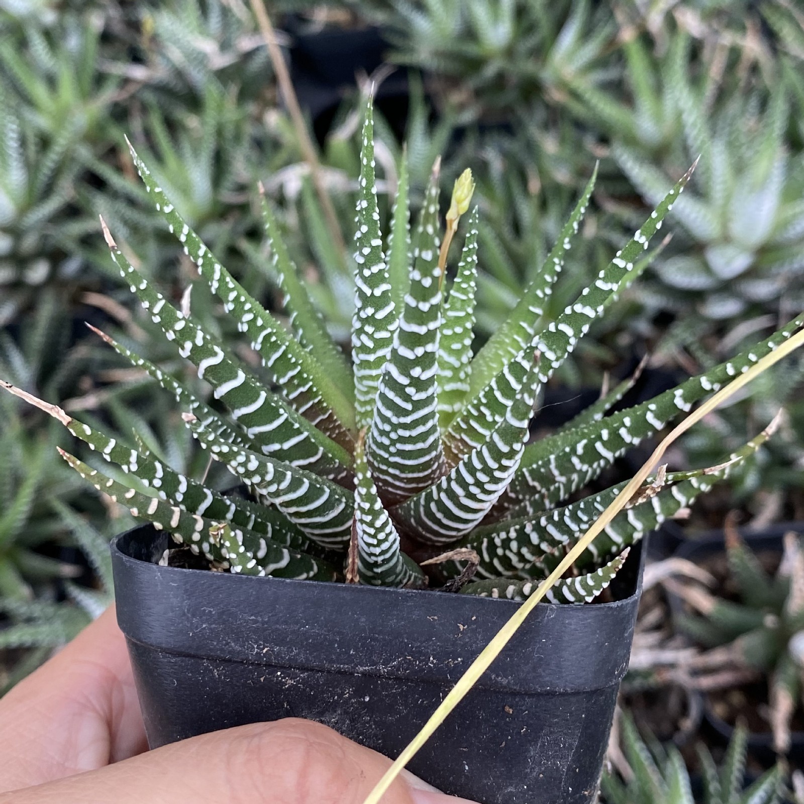 Rare Clump Haworthia Variegated White Spots Succulent Plant for Indoor Decorat