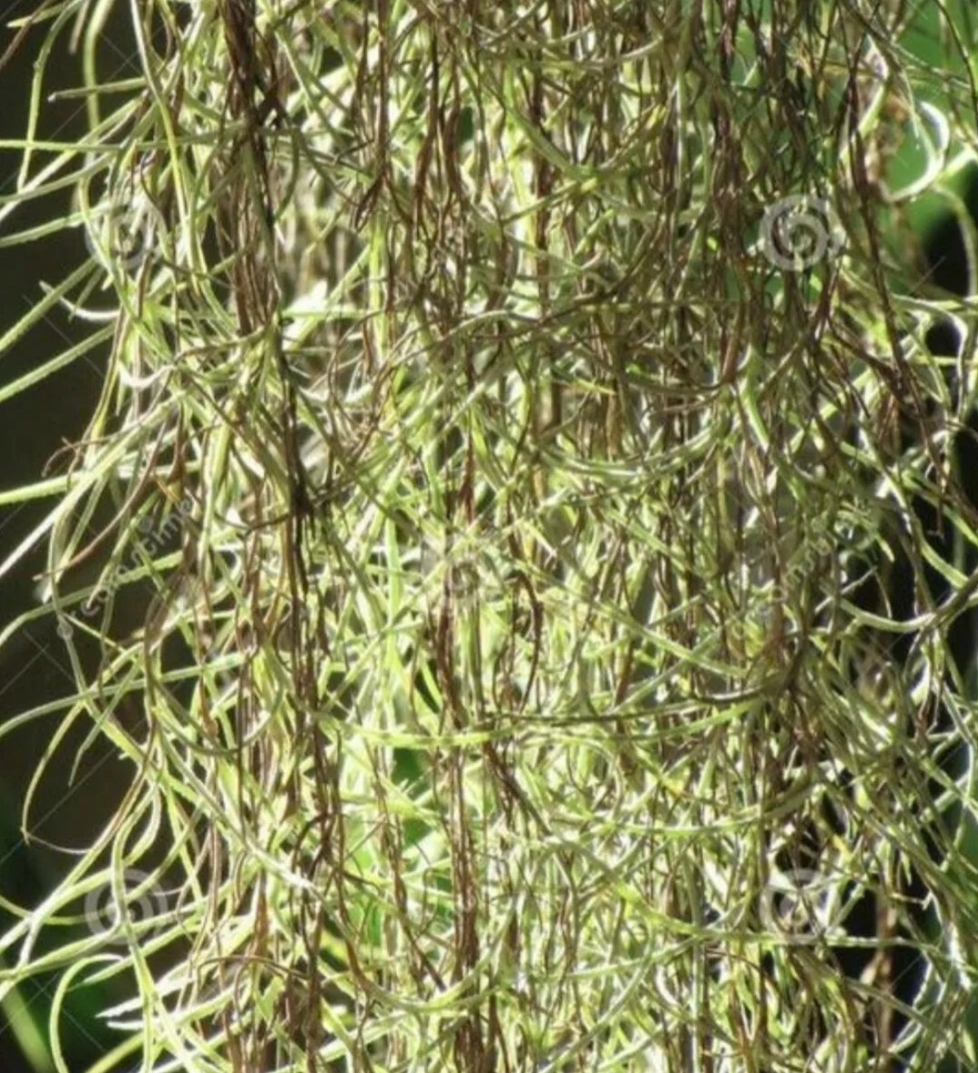 Fresh Florida Live Spanish Moss – 1 Gallon – Pet Bedding, Floral, Crafts