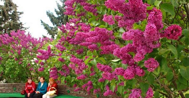 (10) LILAC SEEDS perennial flower rare exotic garden bed plant USA SELLER TRACK