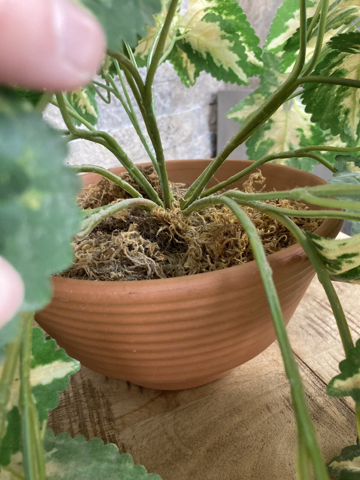 Hanging Silk Plant Natural Looking Coleus (?) Moss Terracotta Pot Tropical 36″