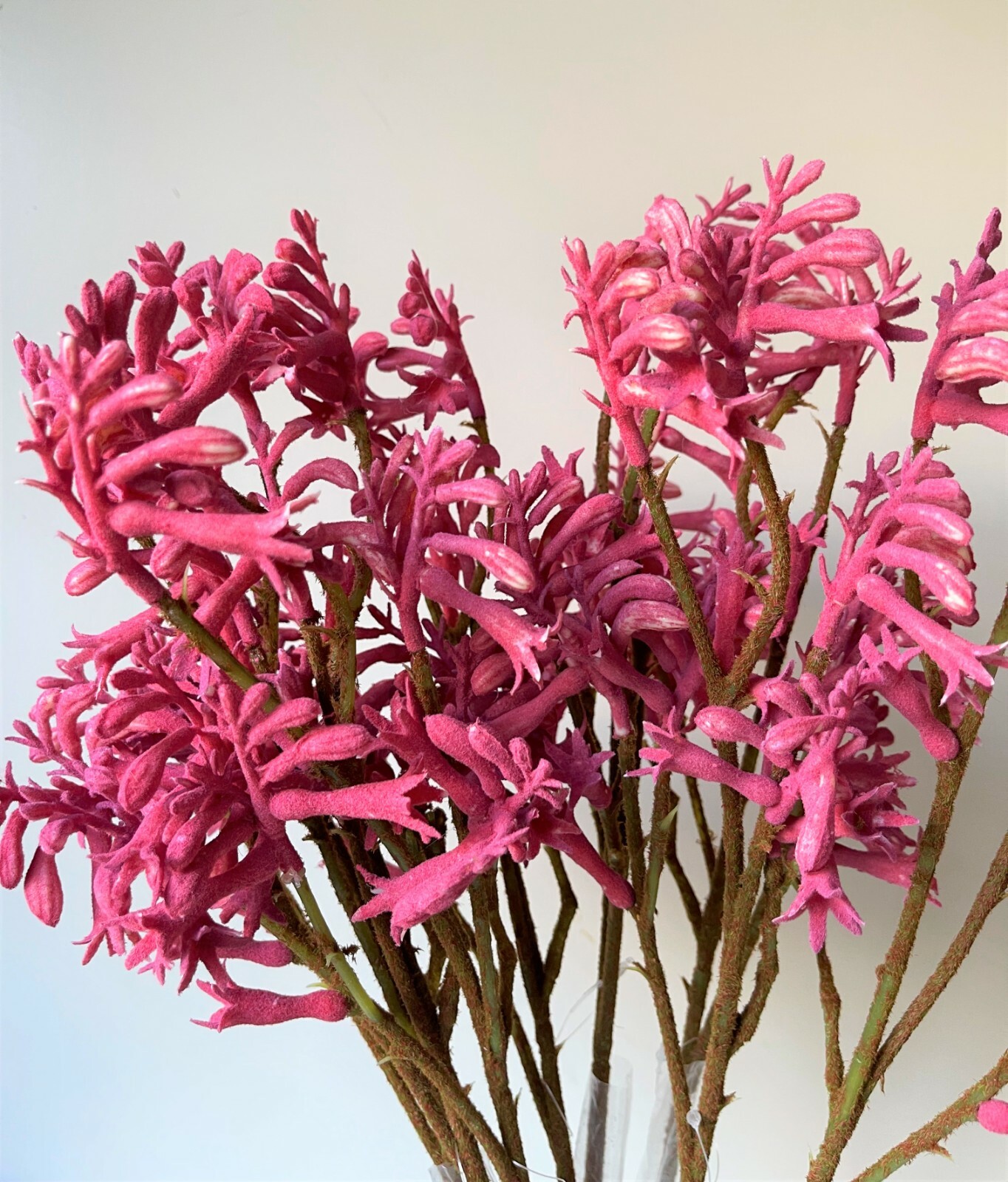 KANGAROO PAW SPRAY AUSTRALIAN NATIVE FLOWERS STEMS FAUX SILK FLOWER STEM PINK