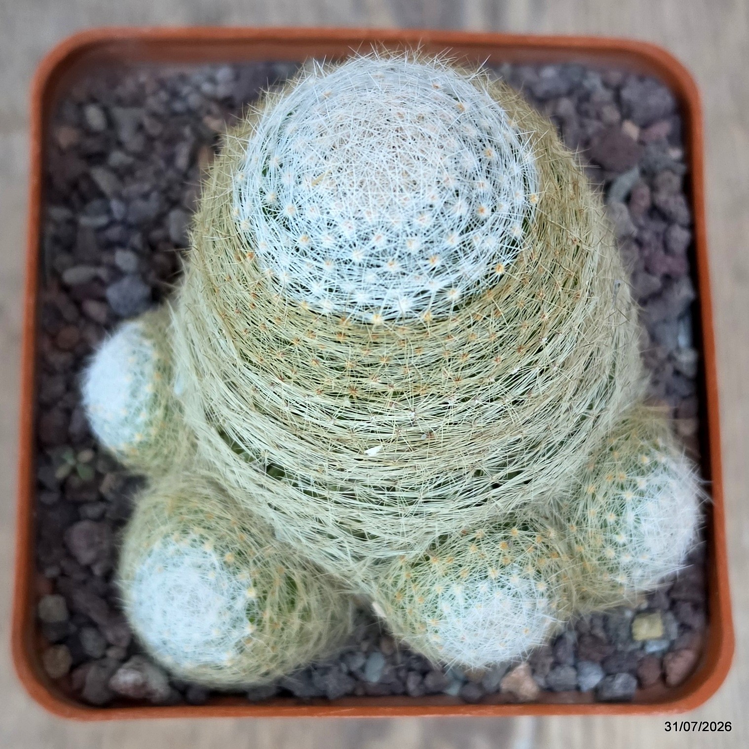 D5170 MAMMILLARIA LENTA MULTIHEADS pot10-H5-W7 cm MaMa Cactus