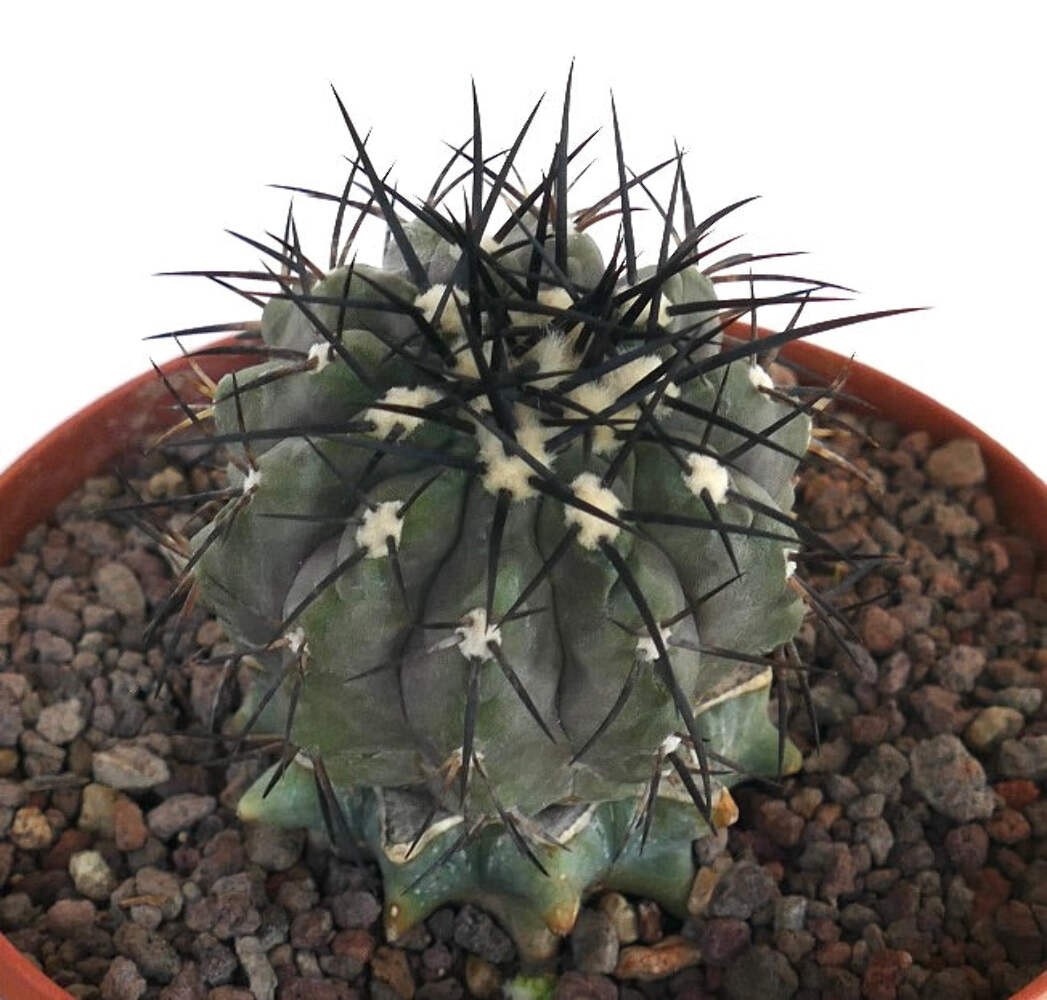 Copiapoa cinerea GRAFTED GRAY BODY & BLACK SPINES – Copiapoa cactus | Gray copia