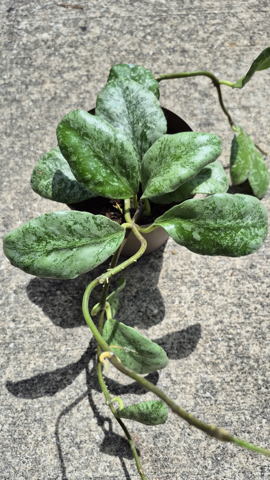 Hoya Waymaniae Cloudy Sky Jungle Plant