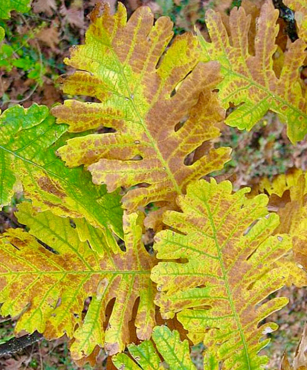 Quercus frainetto 10-25cm | Hungarian Oak | Italian Oak – Hungarian Oak | Italia