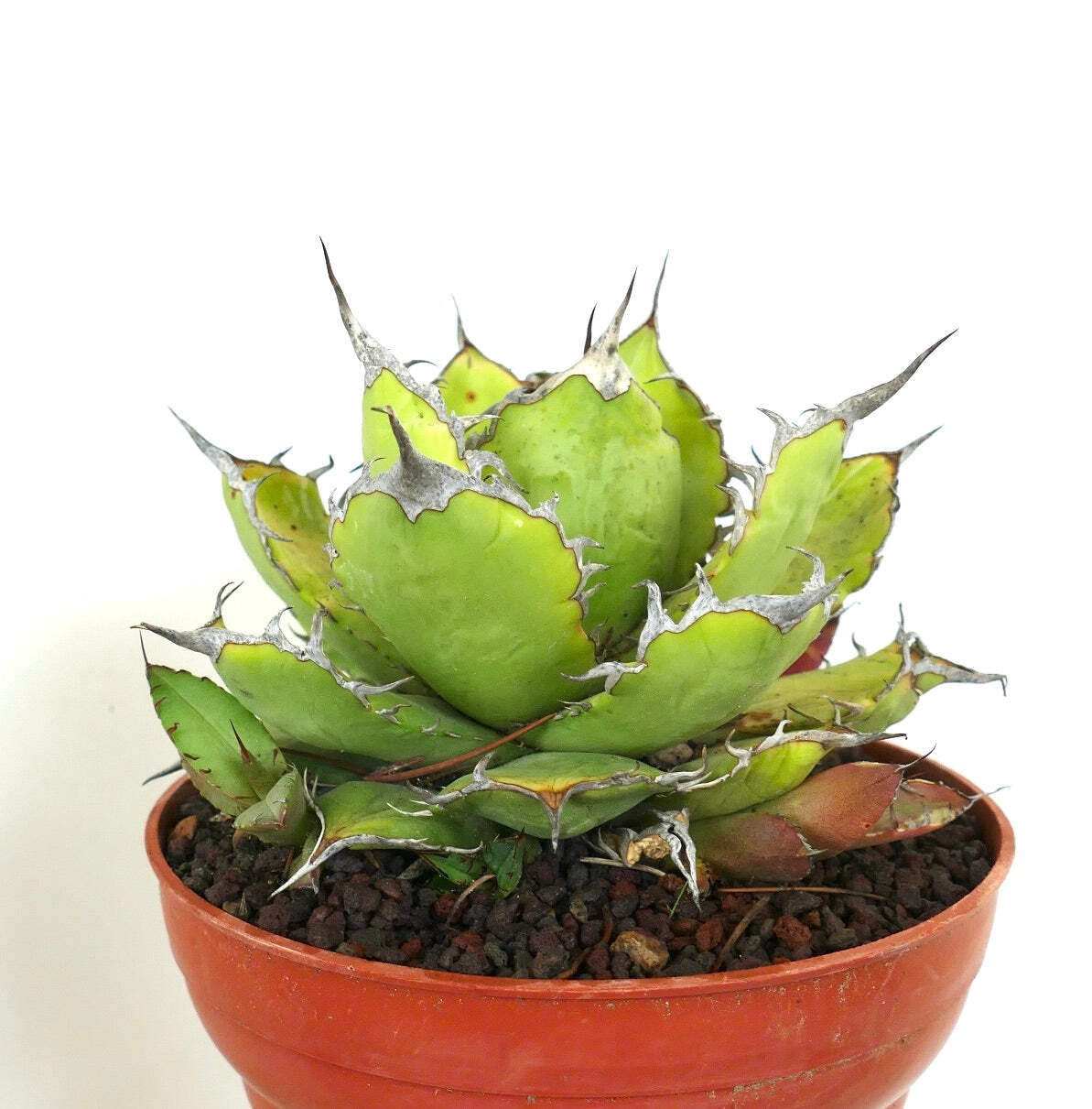 Agave titanota STRONG FINAL SPINES with offset – Rancho Tambor agave | Chalk aga
