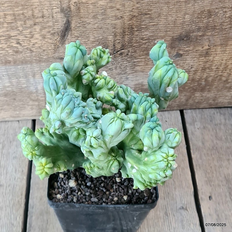 D5758 MYRTILLOCACTUS GEOMETRIZANS CRESTED pot12-H18-W20 cm MaMa Cactus